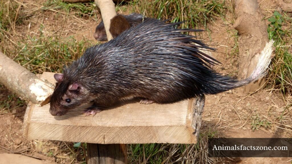 animal with spikes on back