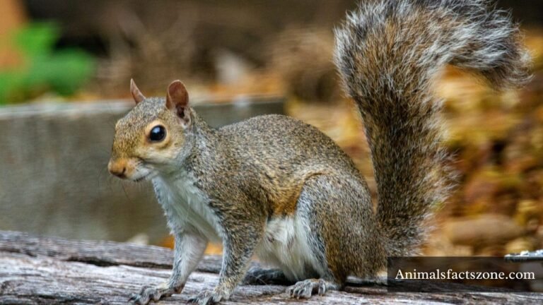 Animals That Eat Corns