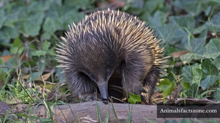 Animals That Have Quills