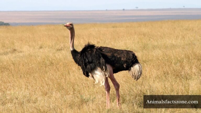 Animals That Walk On Two Legs