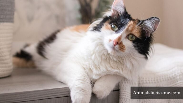 Anxious Animals in The World