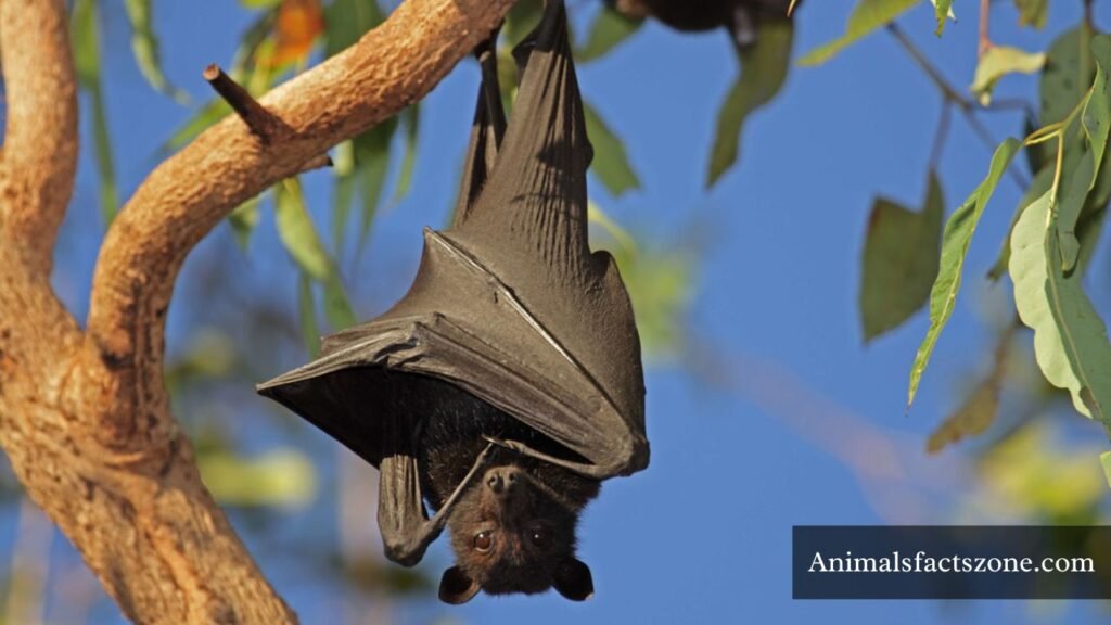 quiet animals on the earth