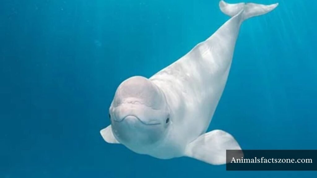 cute down syndrome animals