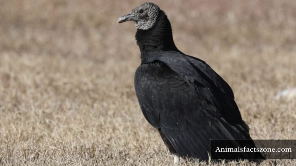 what birds eat dead animals