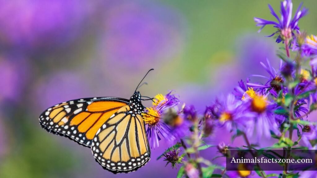 shy and quiet animals