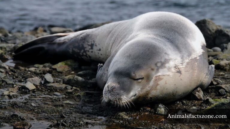 Animals That Are Deaf