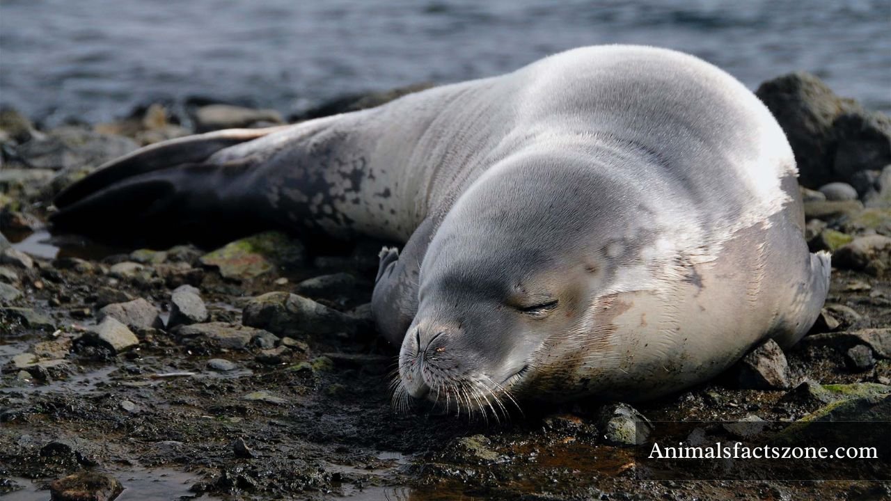 Animals That Are Deaf