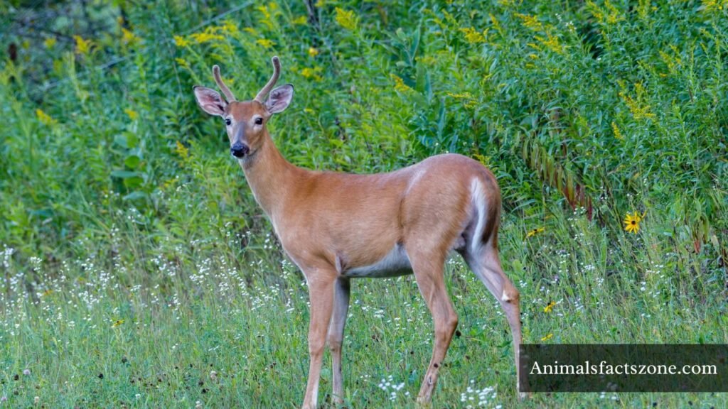 which animal like to eat corn