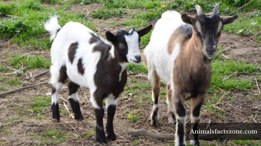 friendliest wild animals