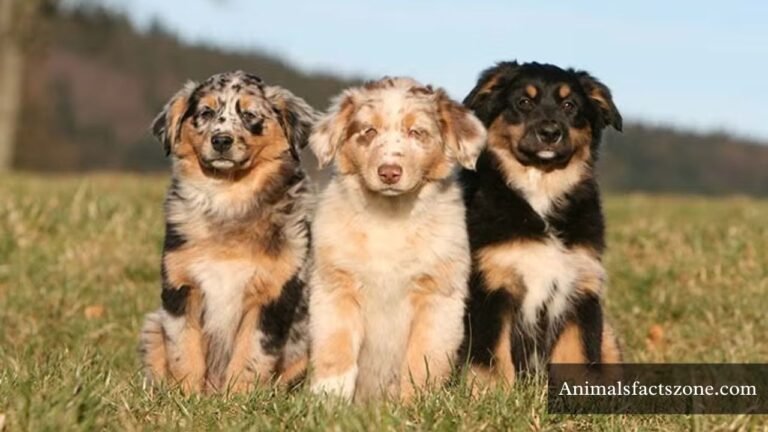 Down Syndrome Animals In The World