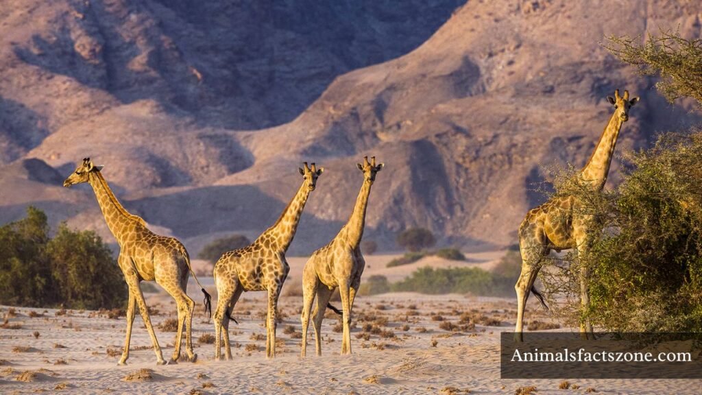 do animals have down syndrome