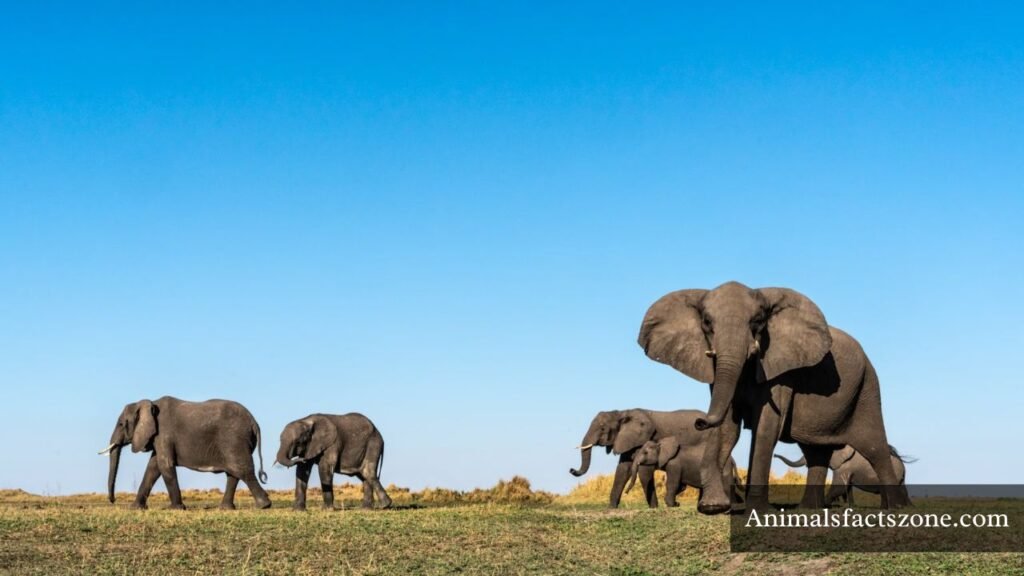 largest docile animals