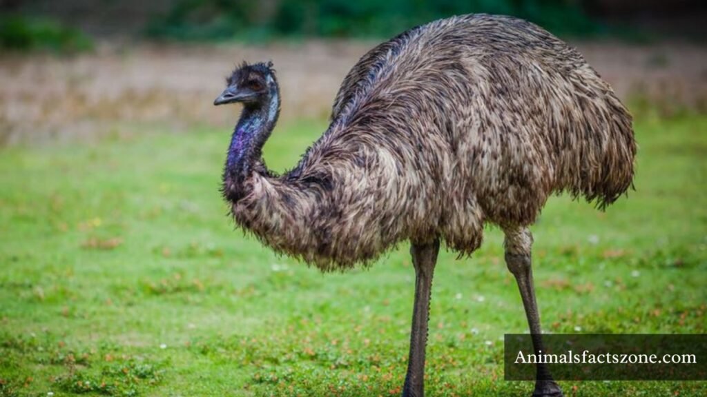 animals with two legs