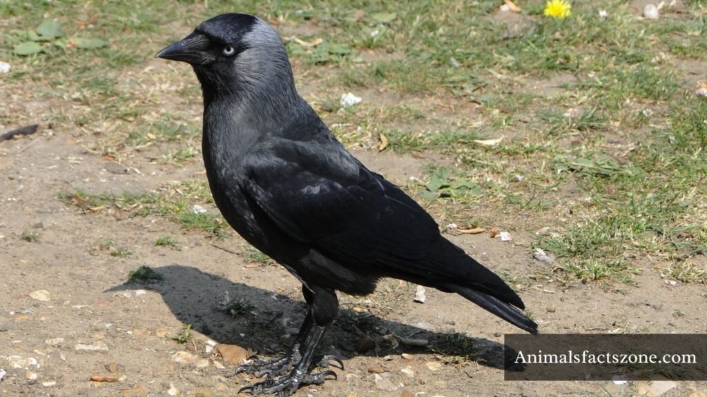 bird that eat dead animals