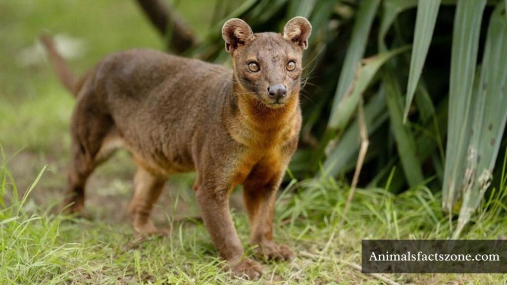 long and skinny animals