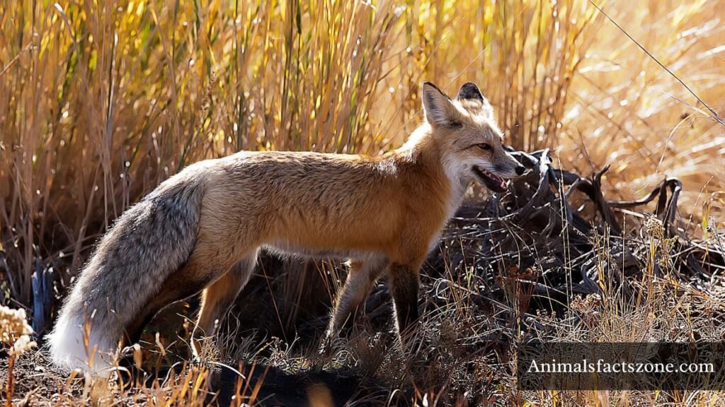 why do foxes laugh at each other