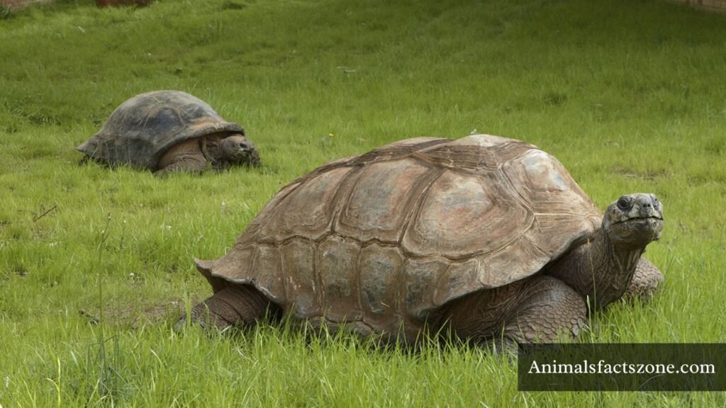 nicest animal in the world