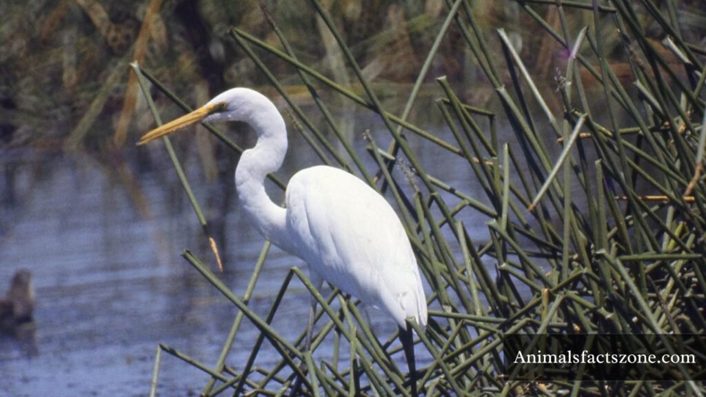 animals with skinny legs