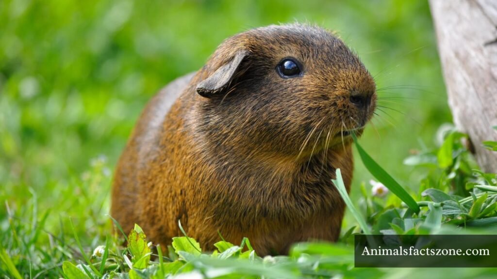 animals that eat corn plants