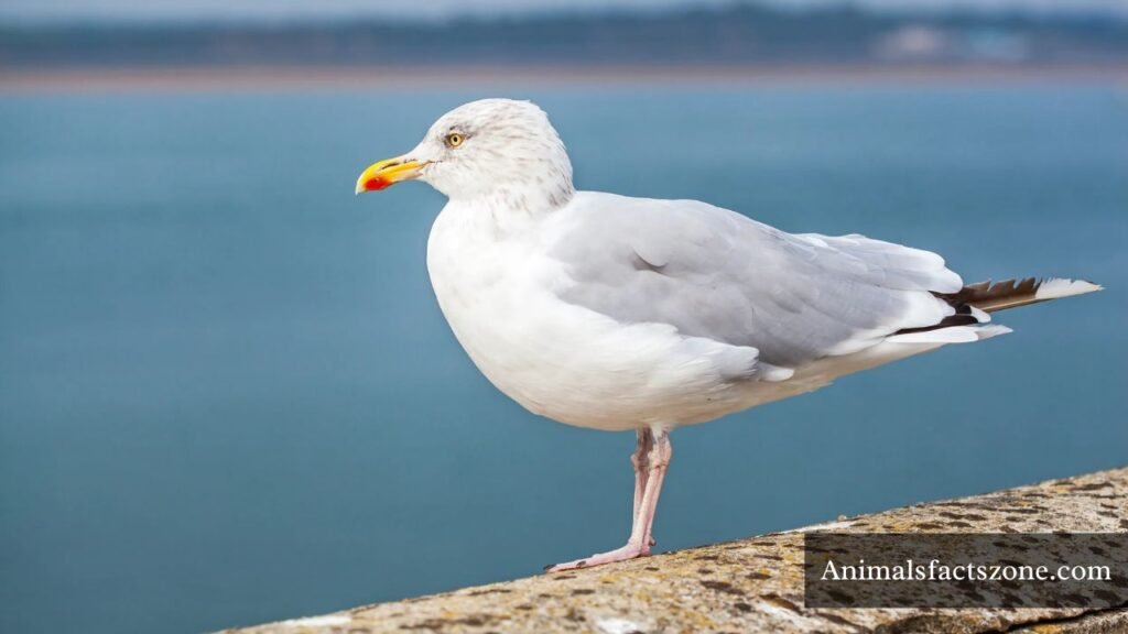 examples of scavenger birds