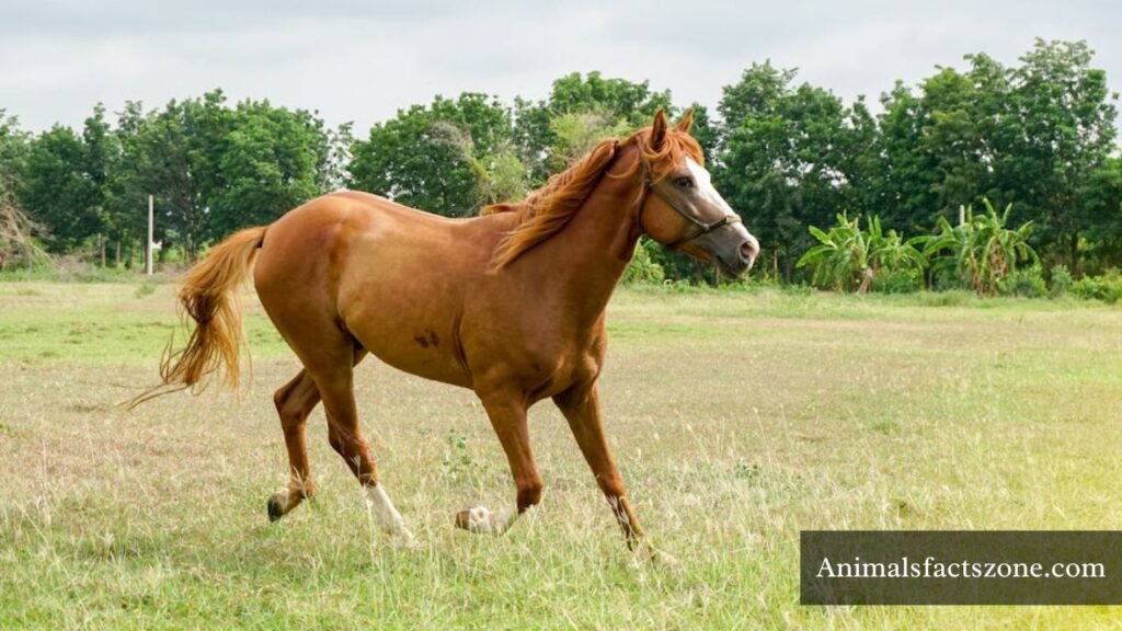 down syndrome in animals