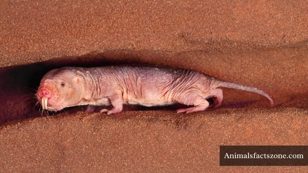 animals that can't hear