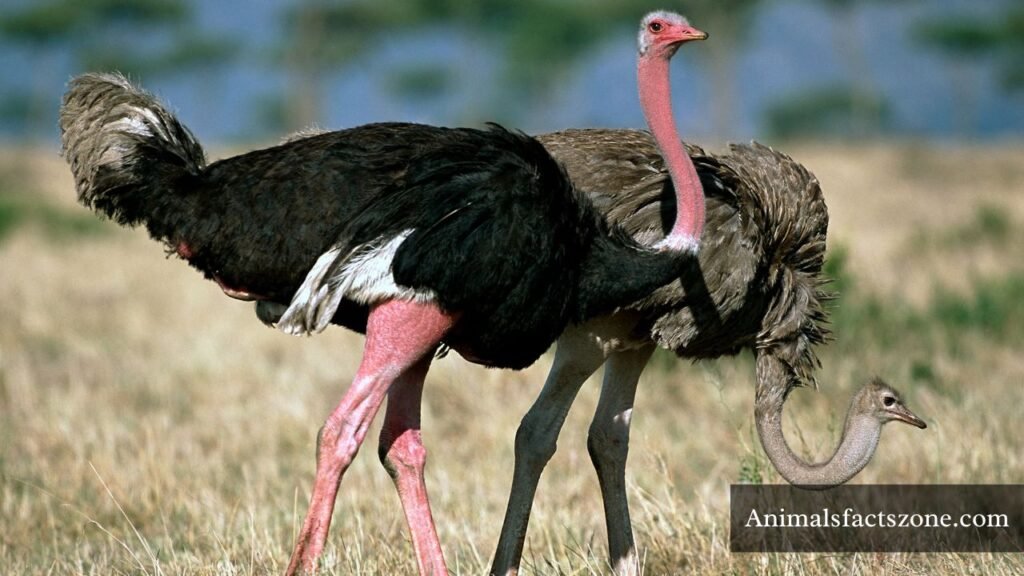 animals that are anxious