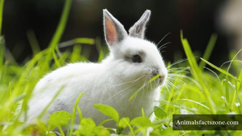 what are quiet animals