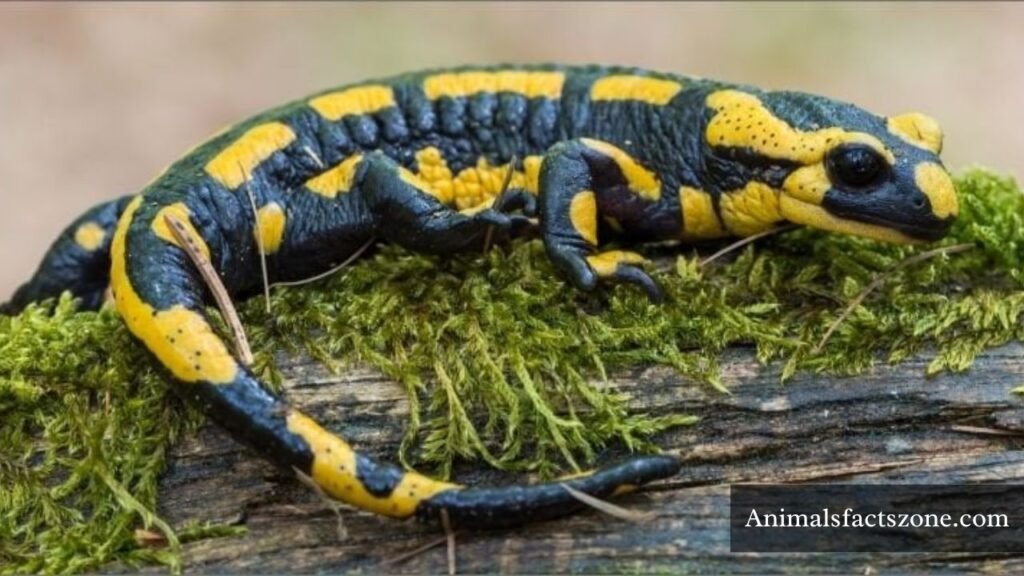 animals with bad hearing