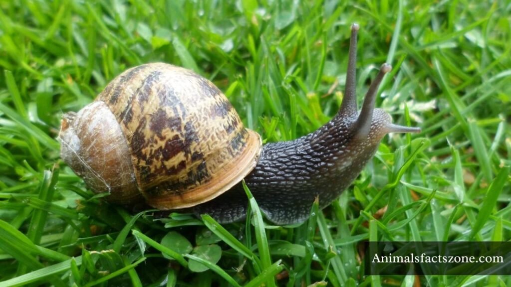 calm and quiet animals