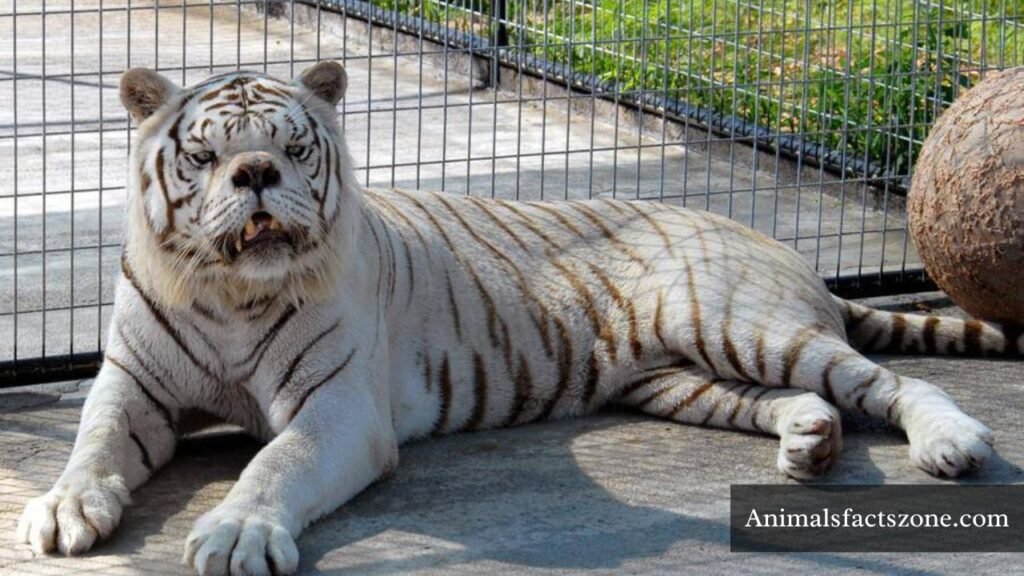 animals with down syndrome pictures