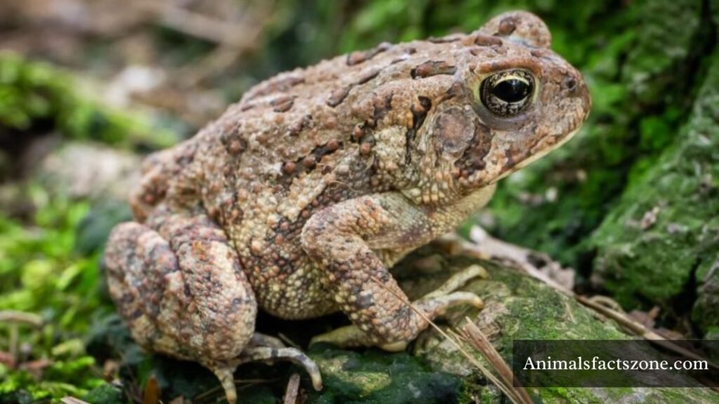 what is the most nervous animal