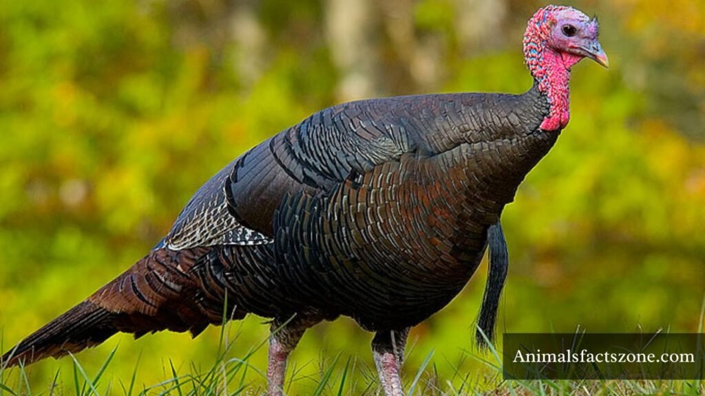 animals that stand on two legs