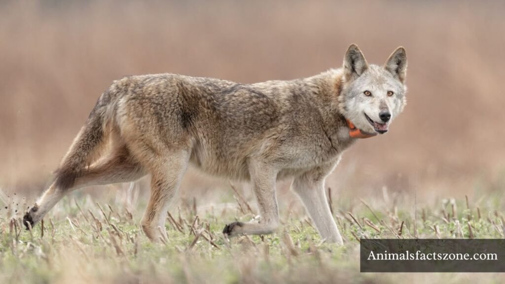do wolves purr like cats