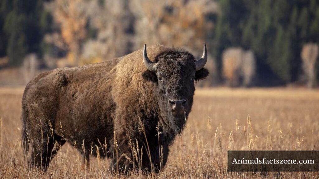 super muscular animals