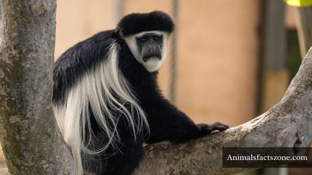 which animal has the longest tail