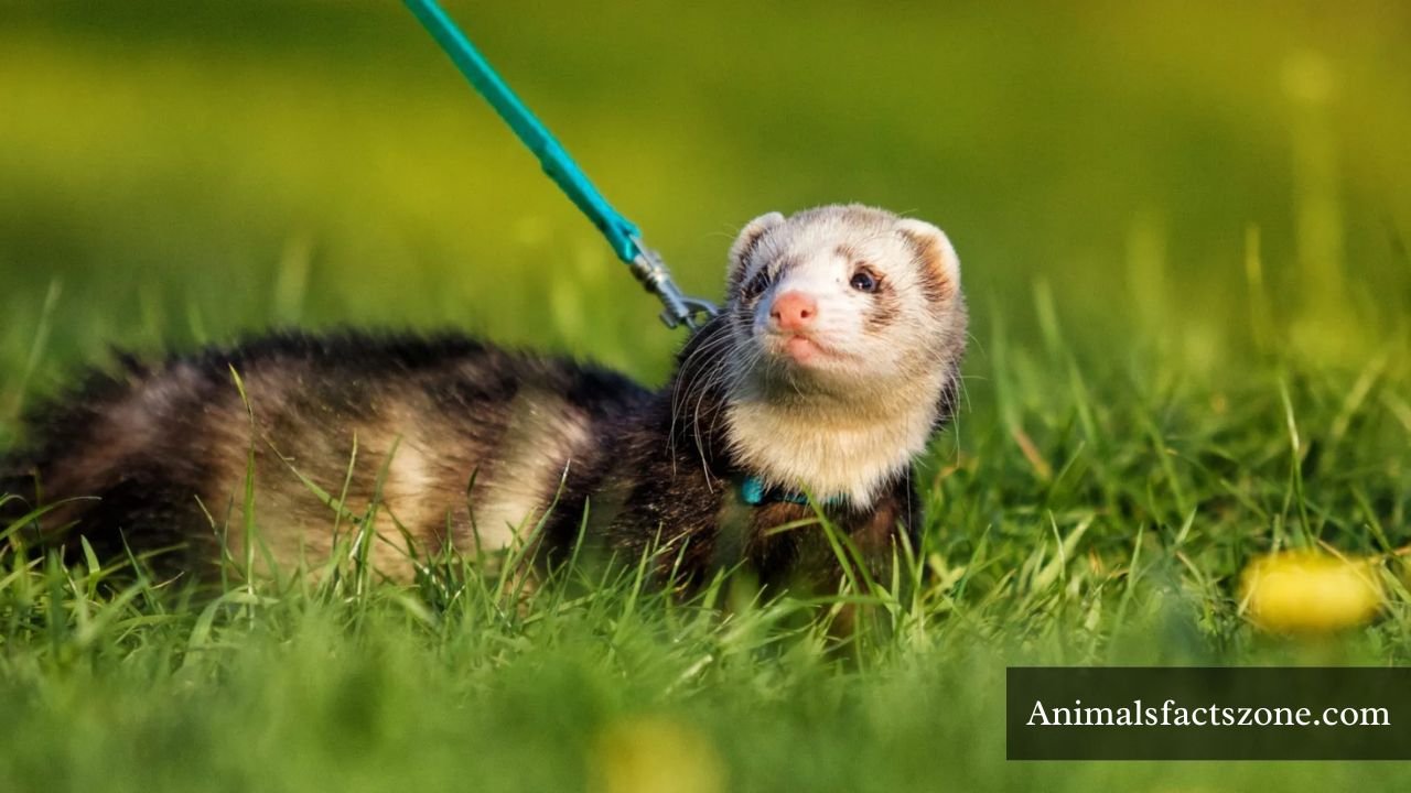 Animals Like Ferrets