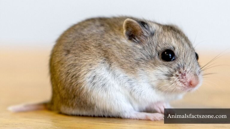 Animals Like Hamsters