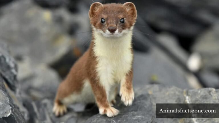 Animals That Eat Mice