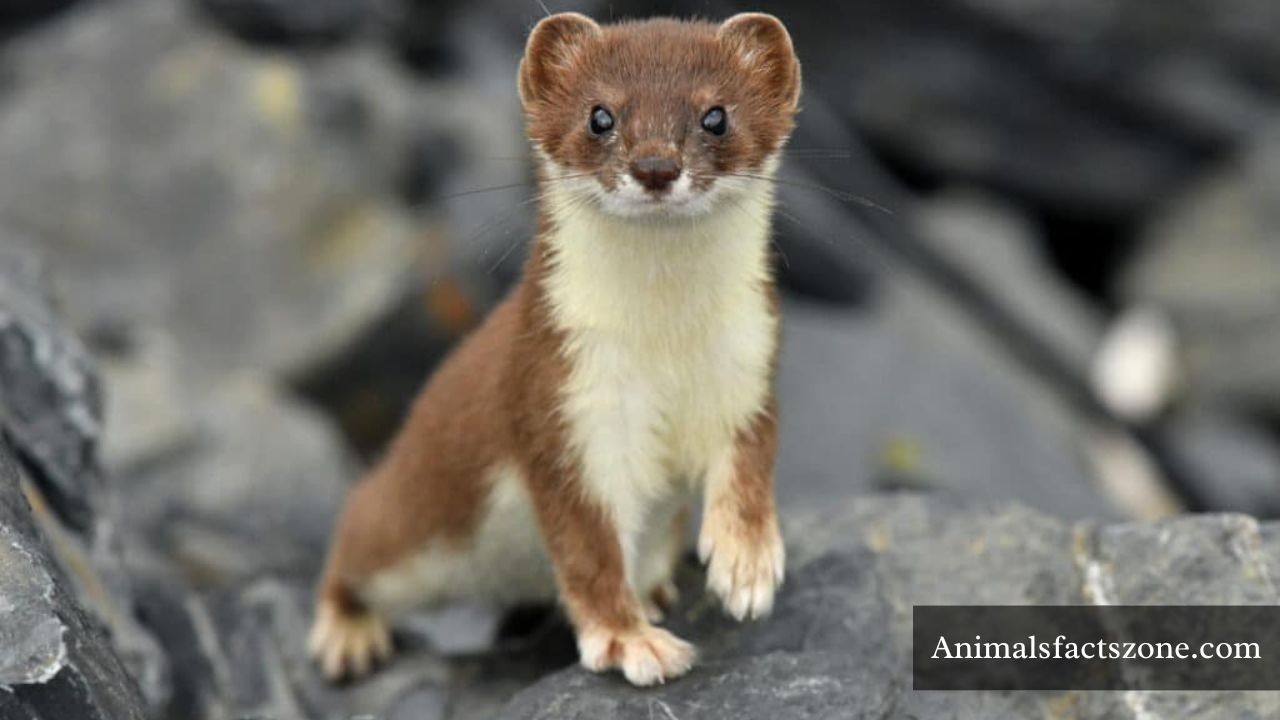 Animals That Eat Mice