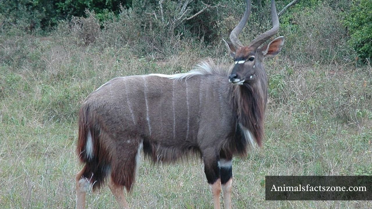 Animals That Have Stripes