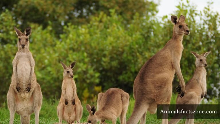 Are Kangaroos Smart Animals
