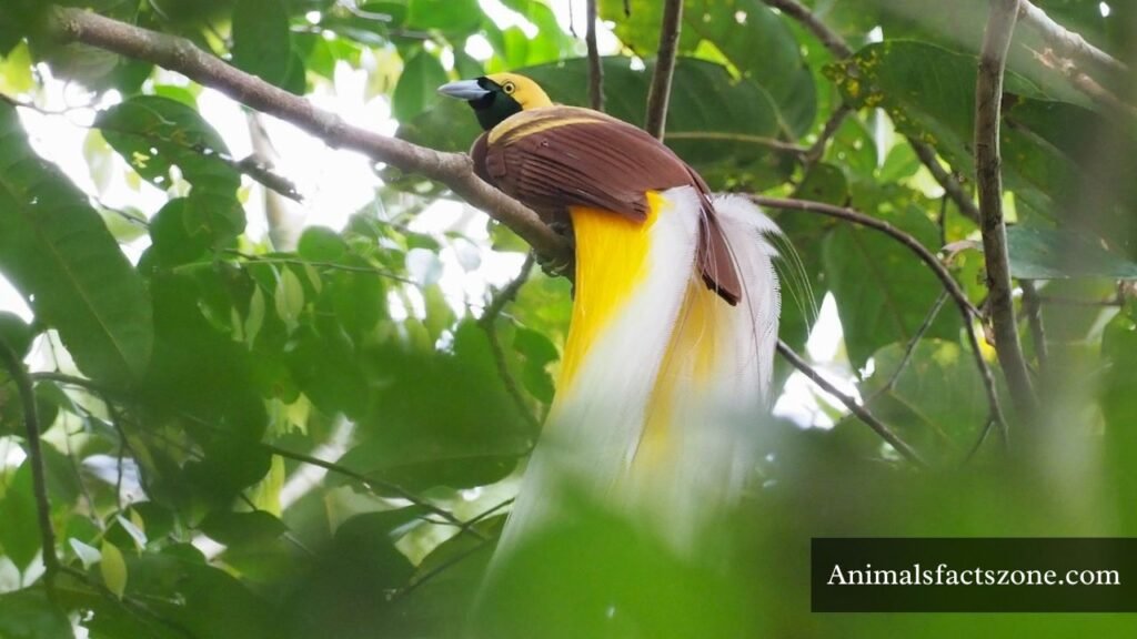 neatest animal in the world