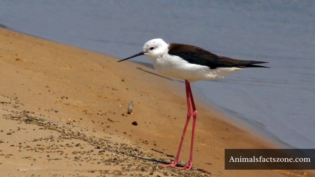 long legged animal