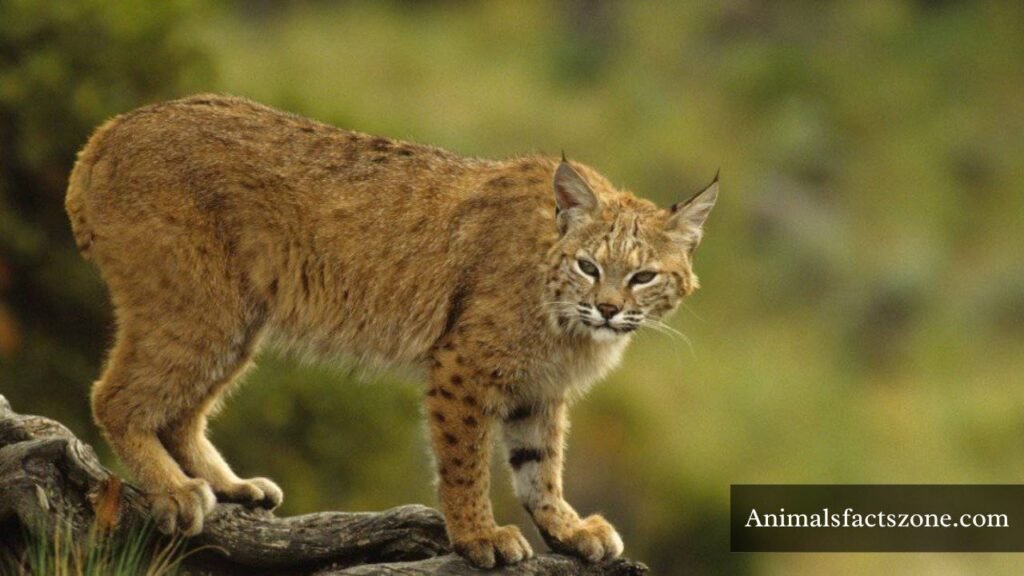 wild animals that look like foxes