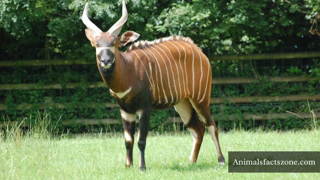 stripes animal