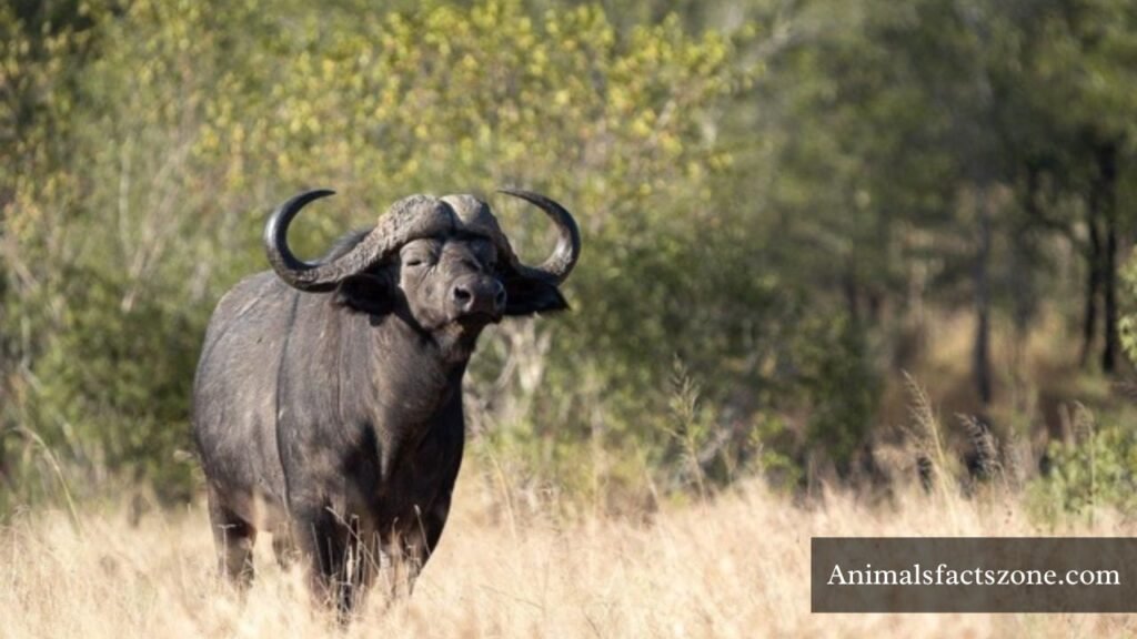 animals that are scary