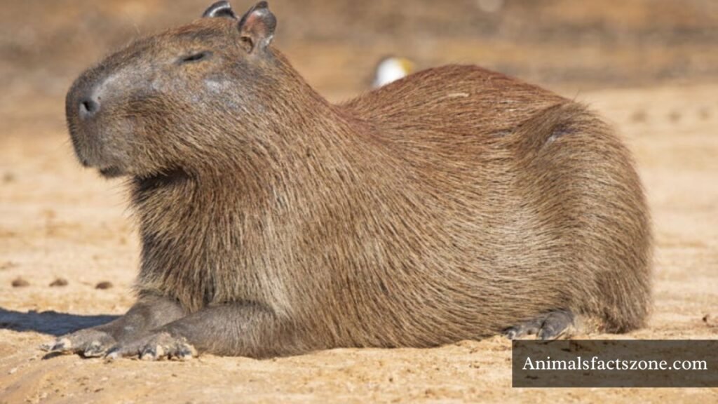 groundhog like animals