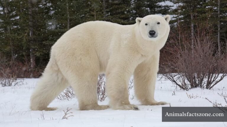 Cleanest Animals in The World