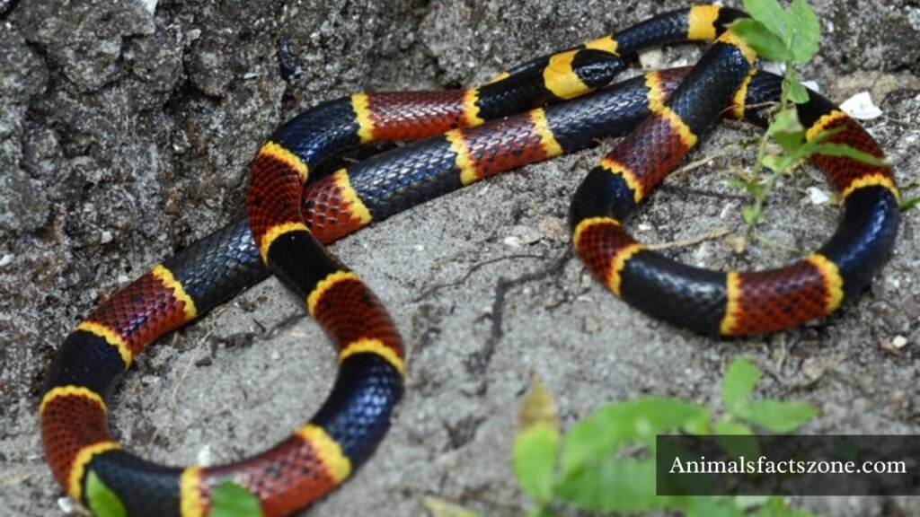 5 animals with stripes